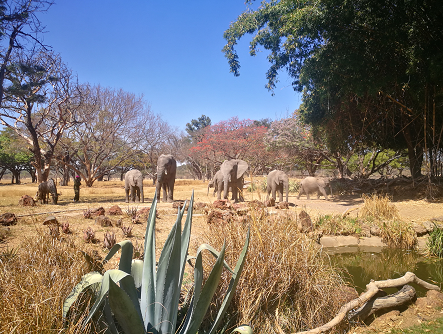 Elephants in Zimbabwe